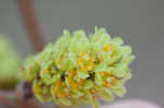 Fragrant sumac